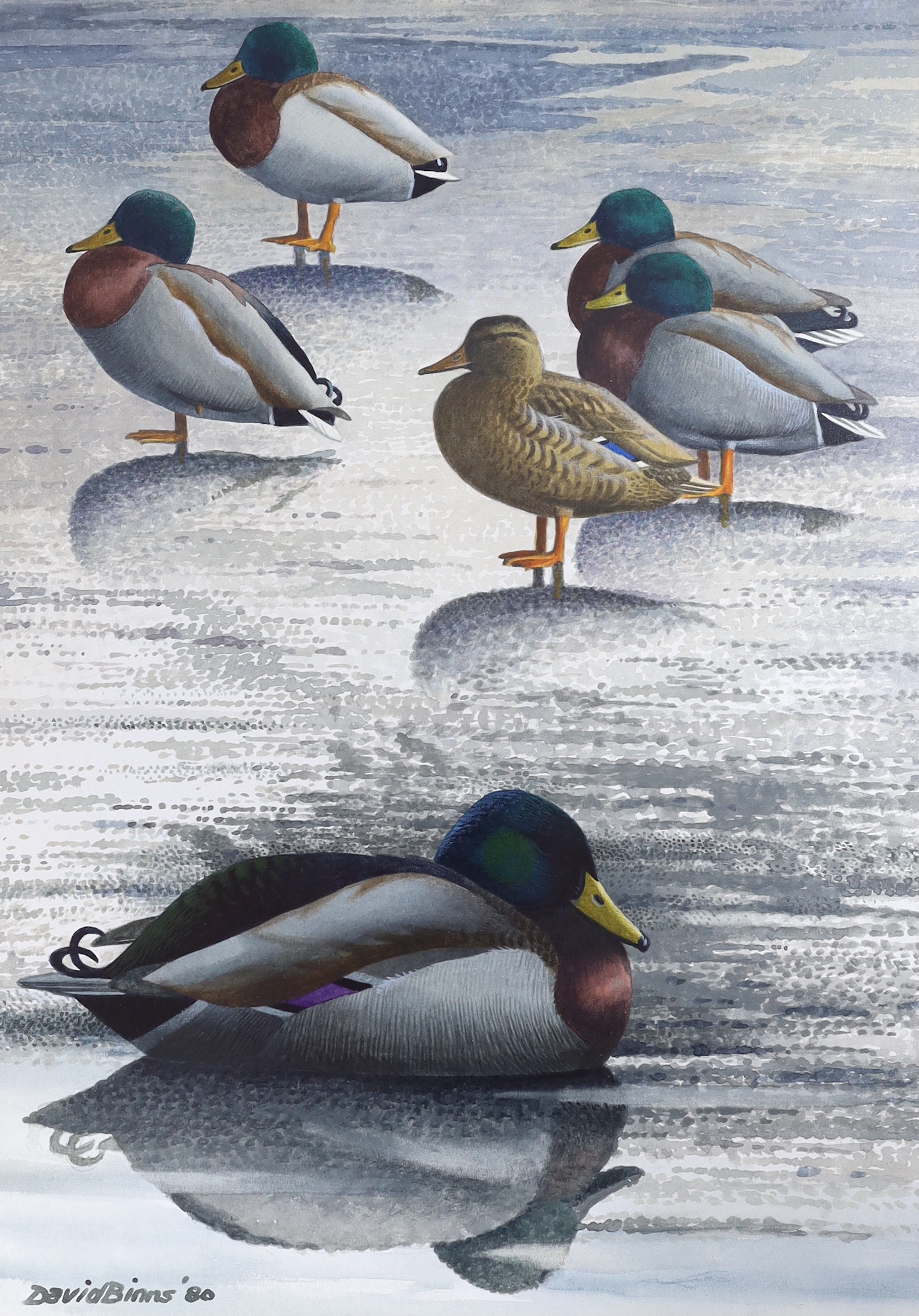 David Binns (1935-2020) watercolour, 'Thawing out mallard', signed and dated '80, inscribed label verso, 50 x 36cm